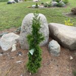 Zmatlik Arborvitae (Thuja occidentalis ‘Zmatlik’)
