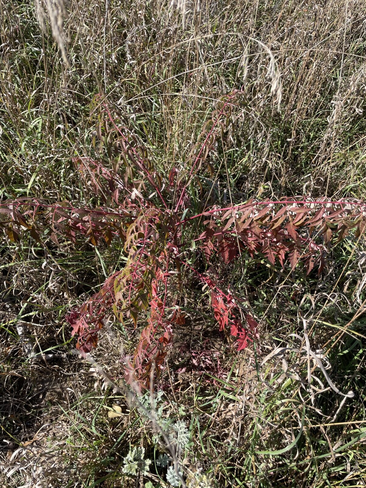 Cut-leaf Staghorn Sumac (Rhus typhina ‘Dissecta’ Anacardiaceae)