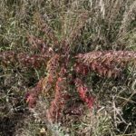 Cut-leaf Staghorn Sumac (Rhus typhina 'Dissecta' Anacardiaceae)