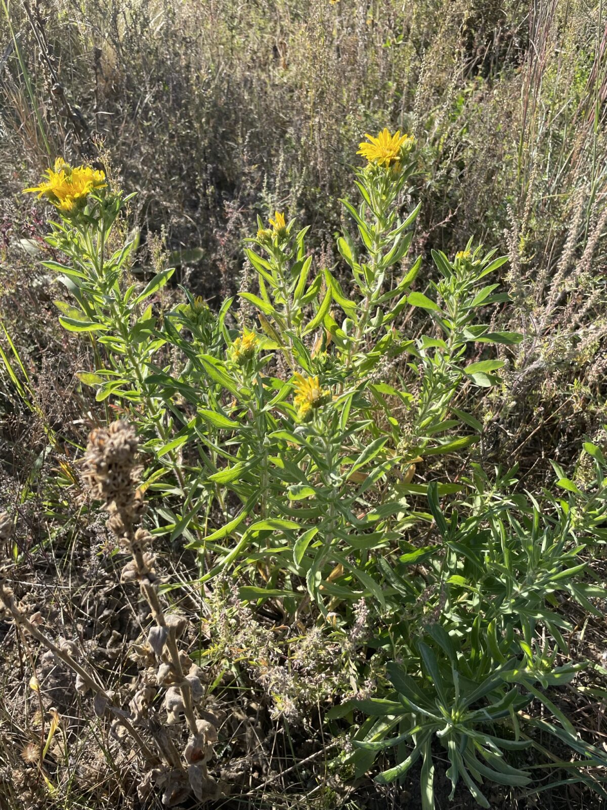 Hairy False Goldenaster (Heterotheca villosa)