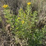 Hairy False Goldenaster (Heterotheca villosa)