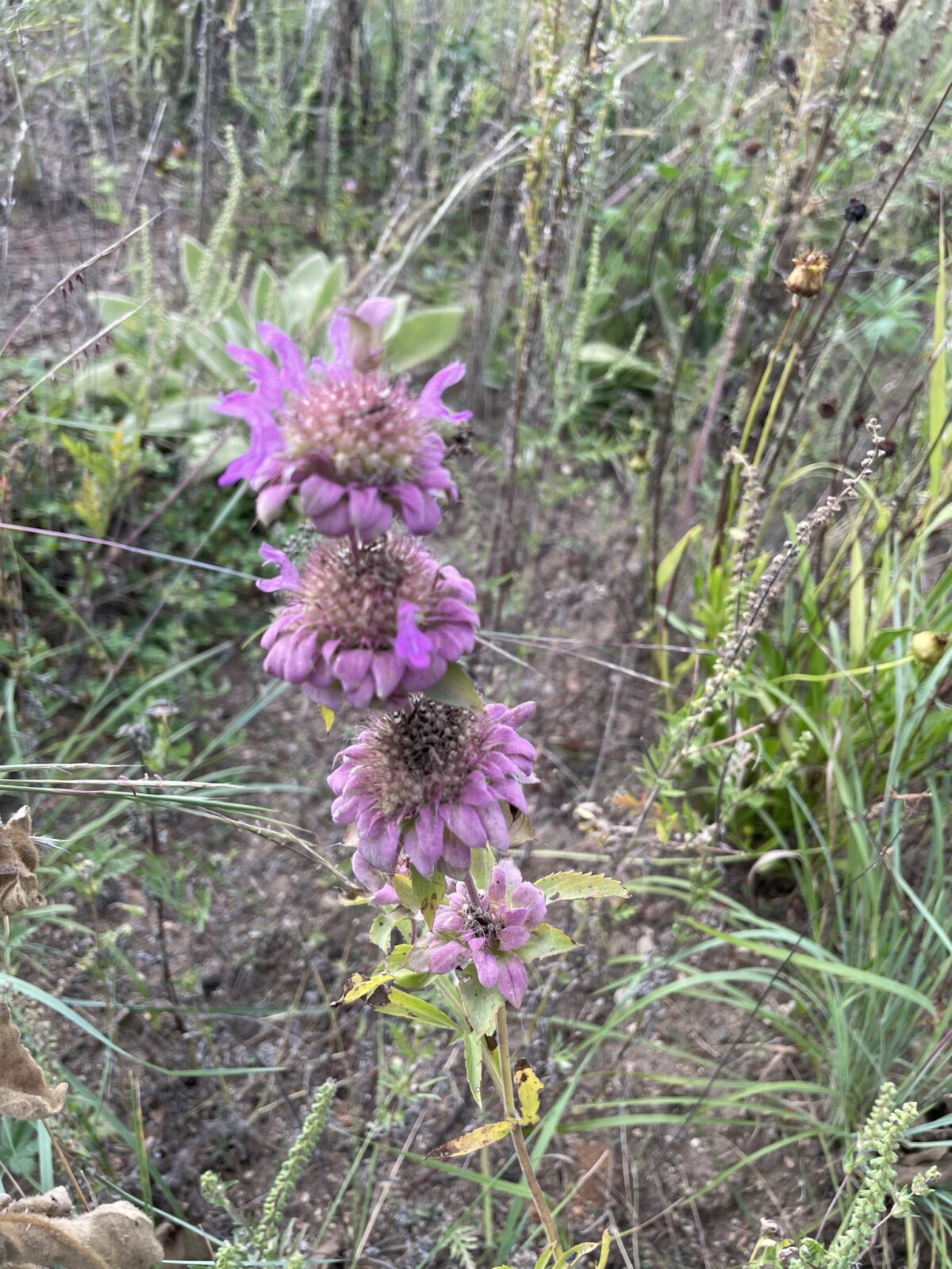 Lemon Mint (Monarda citriodora)