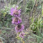 Lemon Mint (Monarda citriodora)