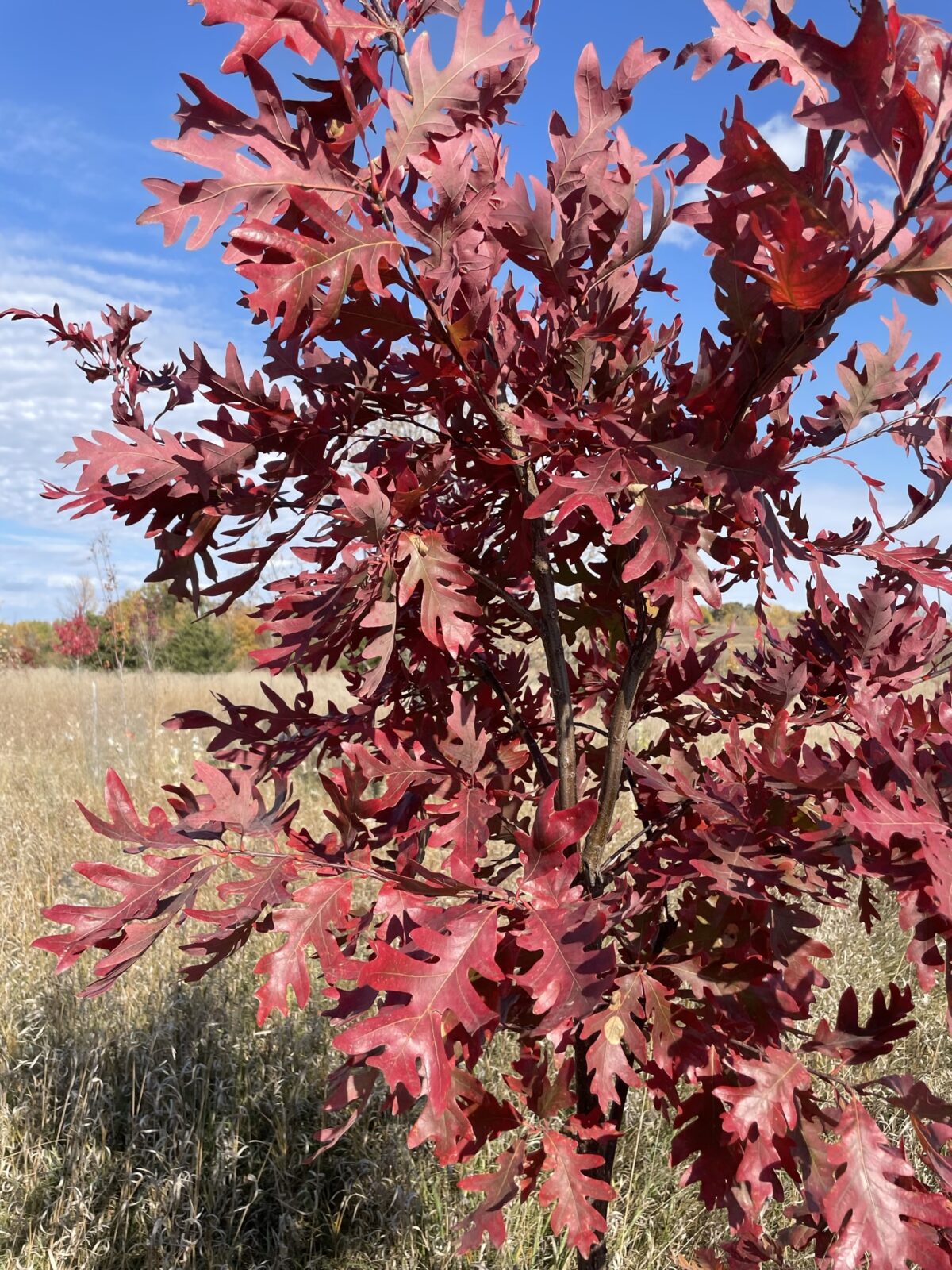 White Oak (Quercus alba)