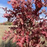 White Oak (Quercus alba)