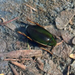 Predaceous Diving Beetle (Dytiscus species)