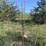 Adams Crabapple