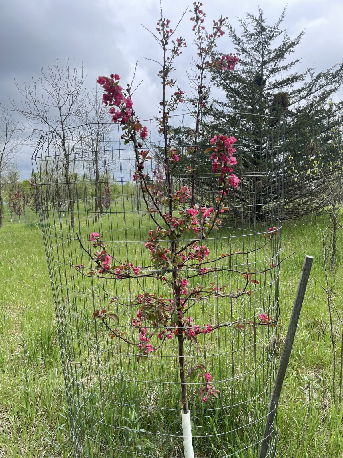 Adams Crabapple