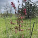Adams Crabapple