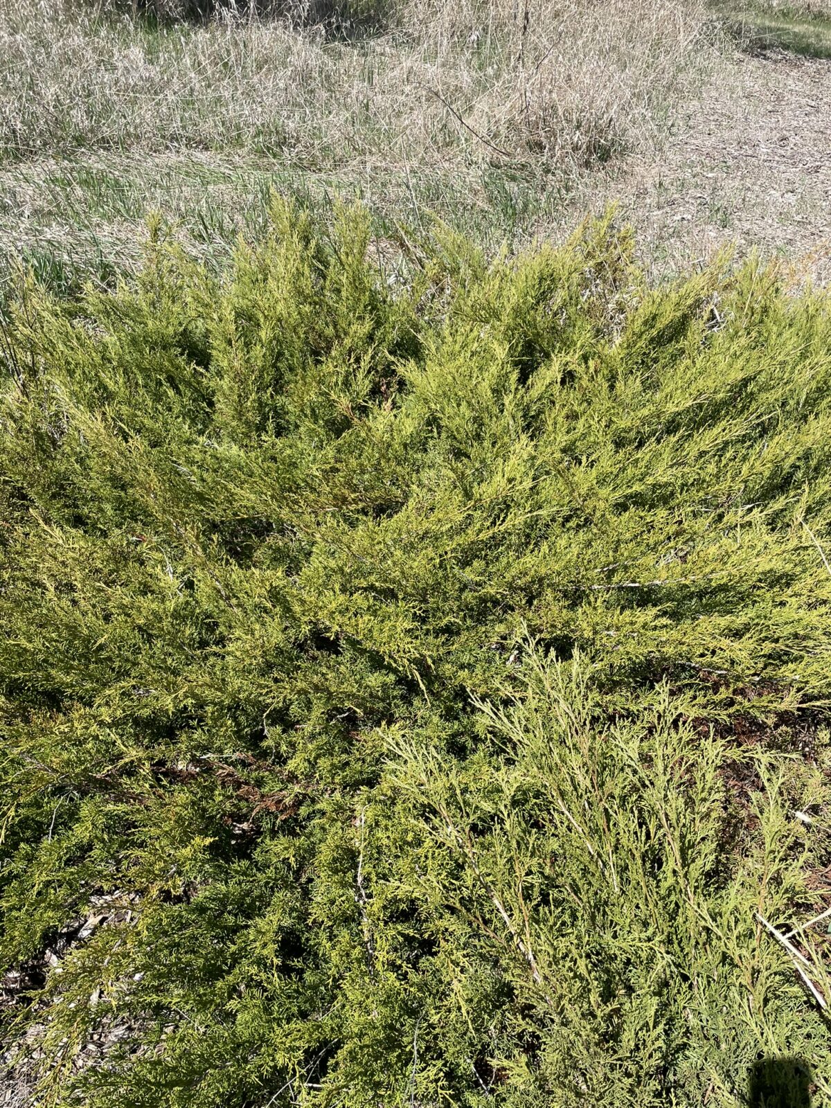 Arcadia Juniper (Juniperus sabina ‘Arcadia’)