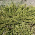 Arcadia Juniper (Juniperus sabina 'Arcadia')