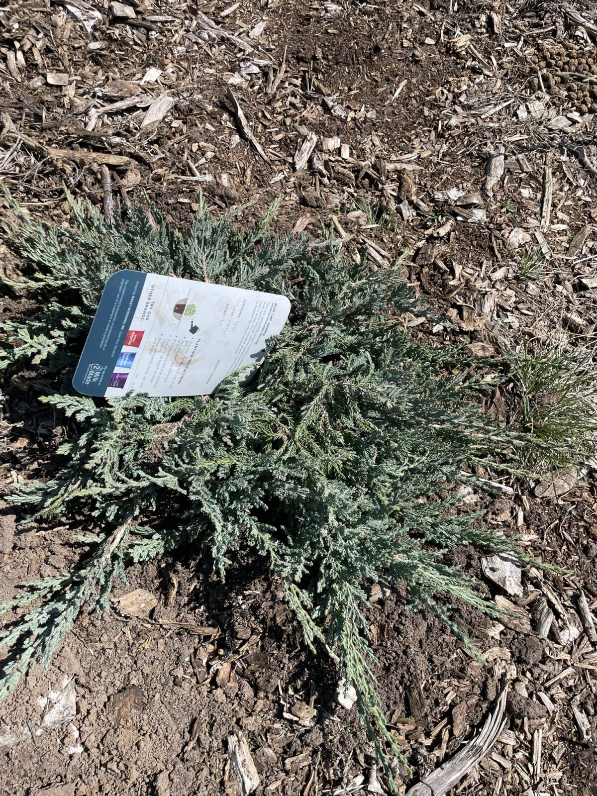 Blue Chip Juniper (uniperus horizontalis ‘Blue Chip’)