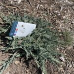 Blue Chip Juniper (uniperus horizontalis 'Blue Chip')