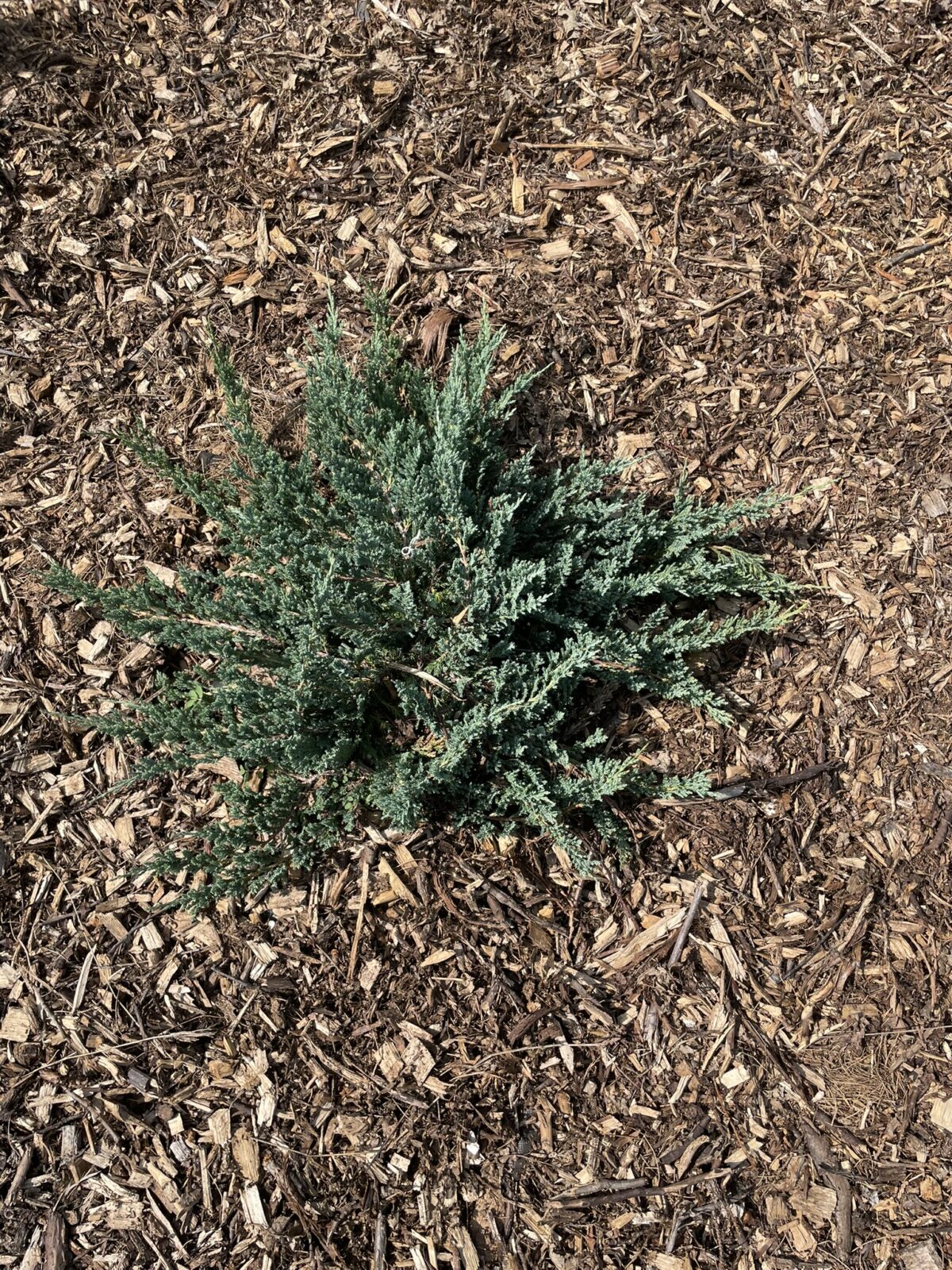Blue Chip Juniper (uniperus horizontalis ‘Blue Chip’)