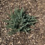 Blue Chip Juniper (uniperus horizontalis 'Blue Chip')