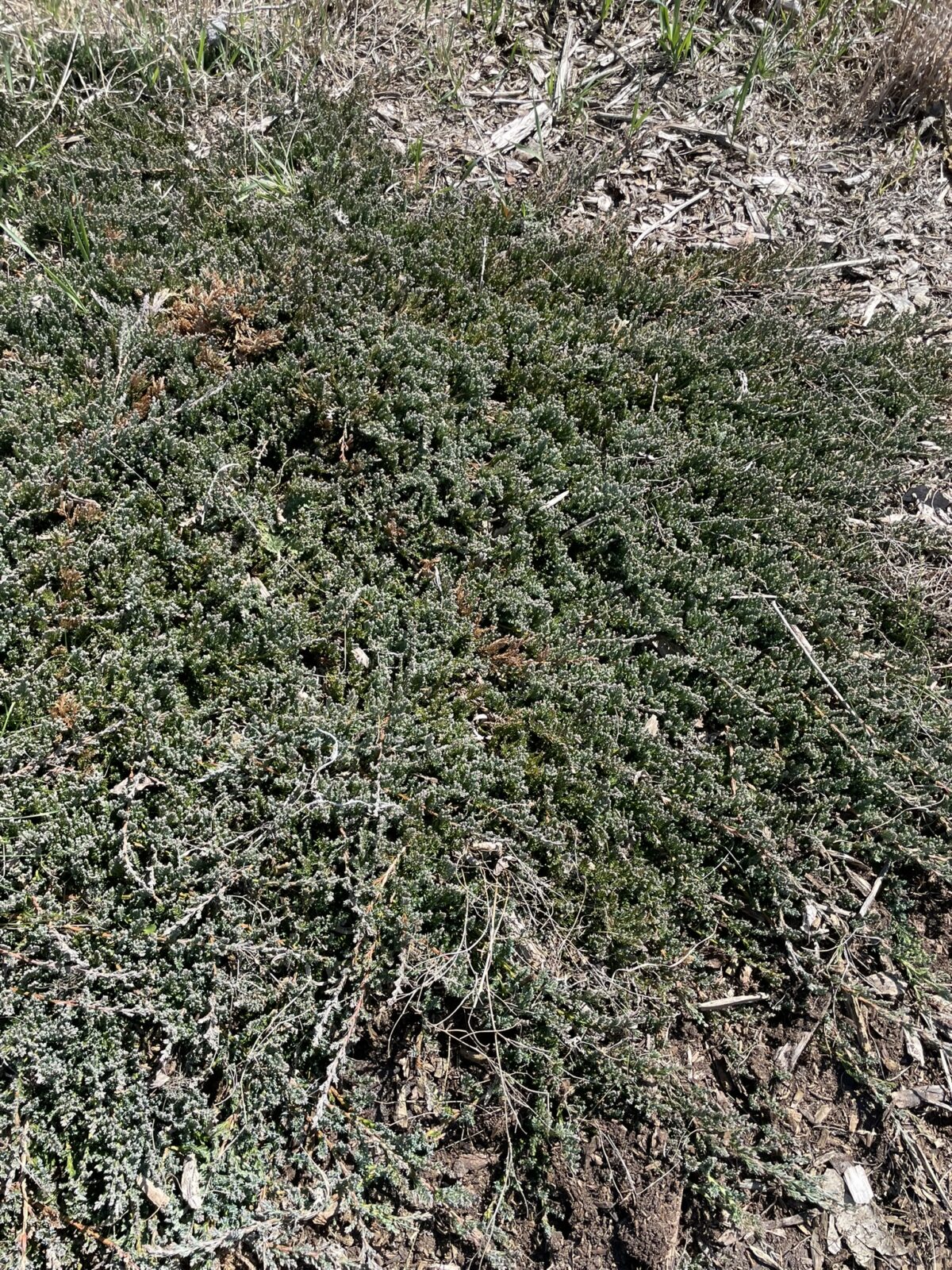 Blue Prince Juniper (Juniperus horizontalis ‘Blue Prince’)