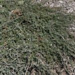 Blue Prince Juniper (Juniperus horizontalis 'Blue Prince')
