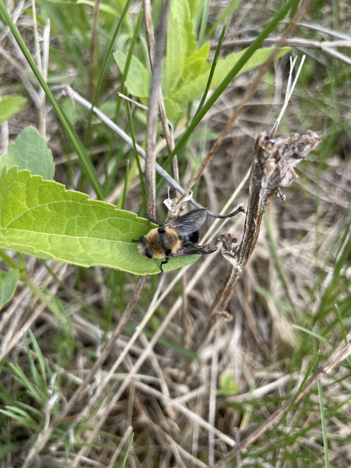 Deer Bot Fly (Cephenemyia phobifer)