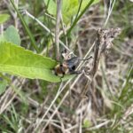 Deer Bot Fly (Cephenemyia phobifer)