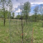 Courageous Crabapple