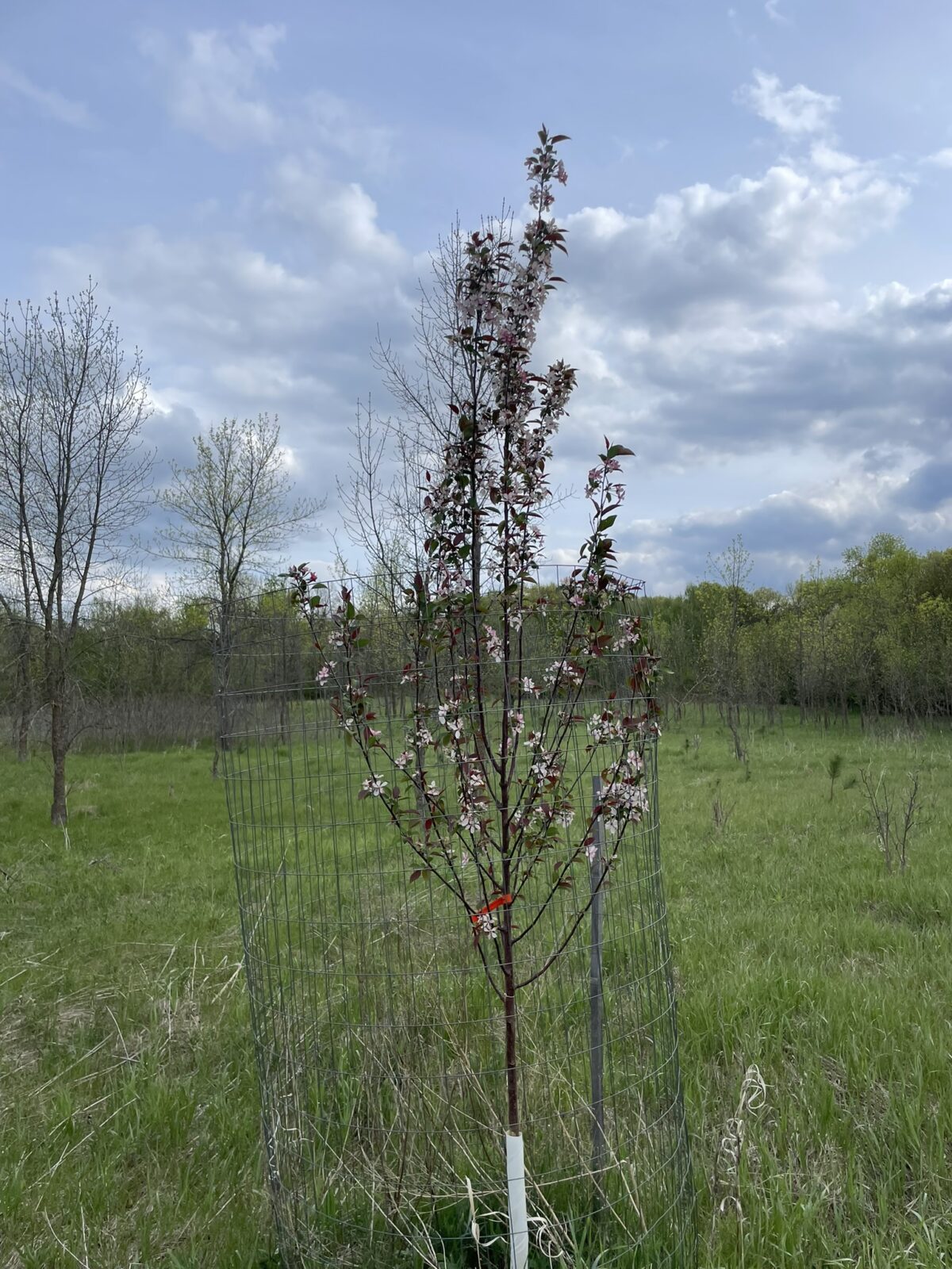 Courageous Crabapple