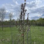 Courageous Crabapple