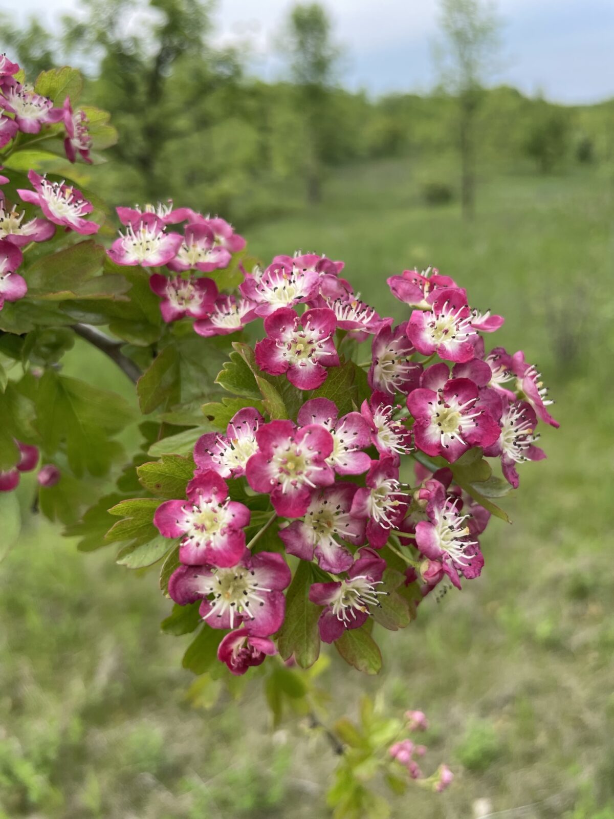 Crimson Cloud Hawthorn (Crataegus laevigata ‘Superba’)