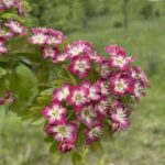 Crimson Cloud Hawthorn (Crataegus laevigata 'Superba')