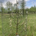 Donald Wyman Crabapple