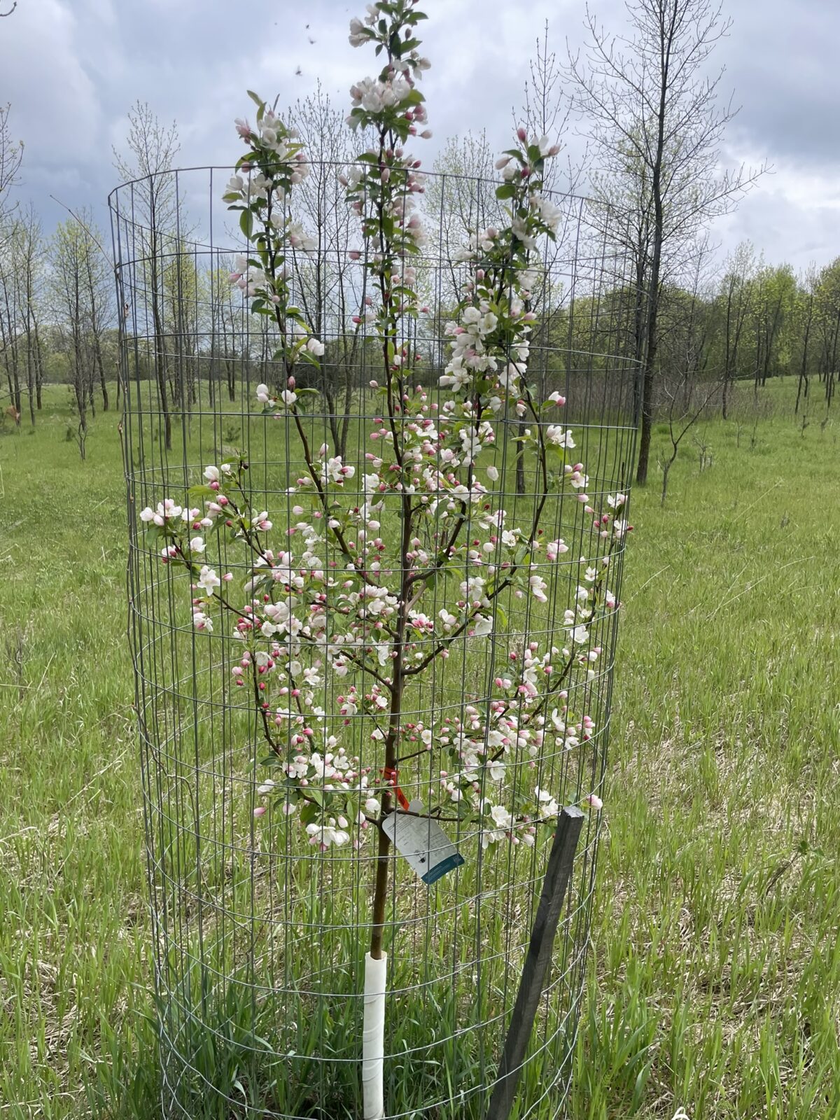 Donald Wyman Crabapple