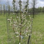 Donald Wyman Crabapple