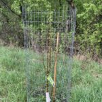 Green Wall Crabapple