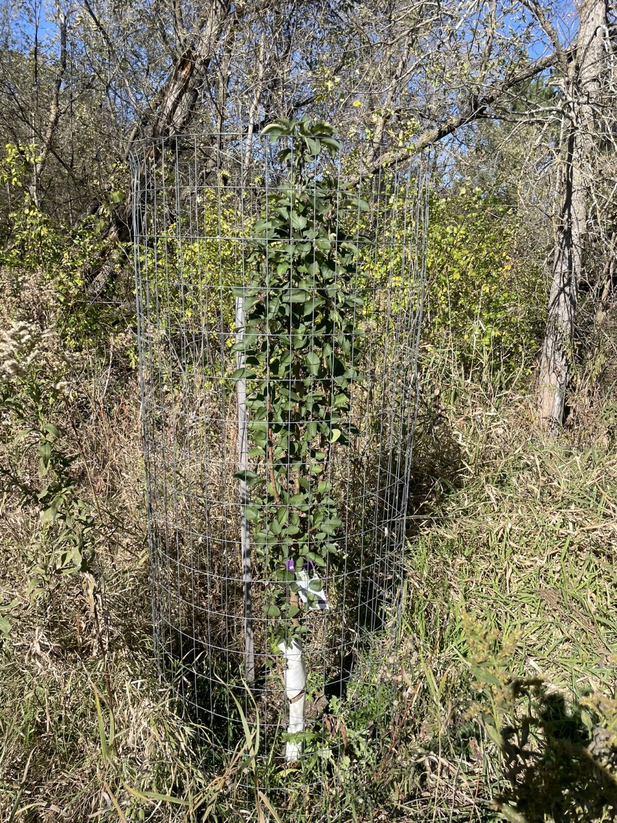 Green Wall Crabapple