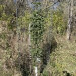 Green Wall Crabapple