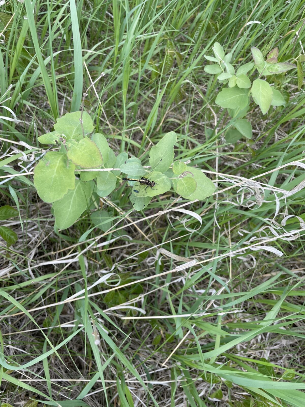 Hudsonian Whiteface (Leucorrhinia hudsonica)