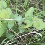 Hudsonian Whiteface (Leucorrhinia hudsonica)