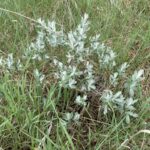 Iceberg Ally Willow (Salix candida 'Jefberg')