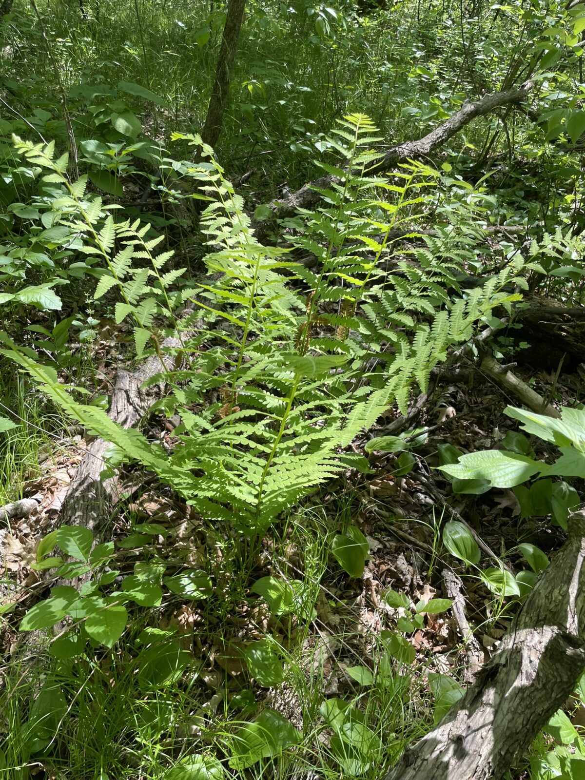 Interrupted Fern (Claytosmunda claytoniana)