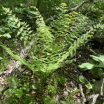 Interrupted Fern (Claytosmunda claytoniana)