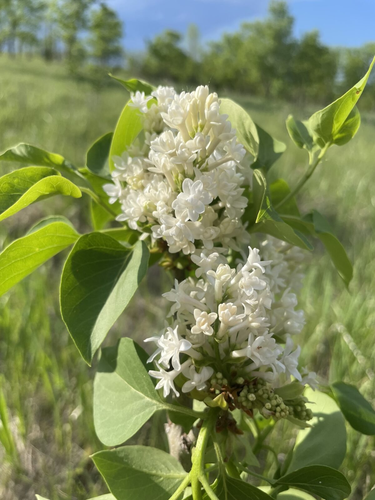 Mme. Lemoine Lilac (Syringa vulgaris ‘Mme. Lemoine’)