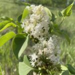 Mme. Lemoine Lilac (Syringa vulgaris 'Mme. Lemoine')