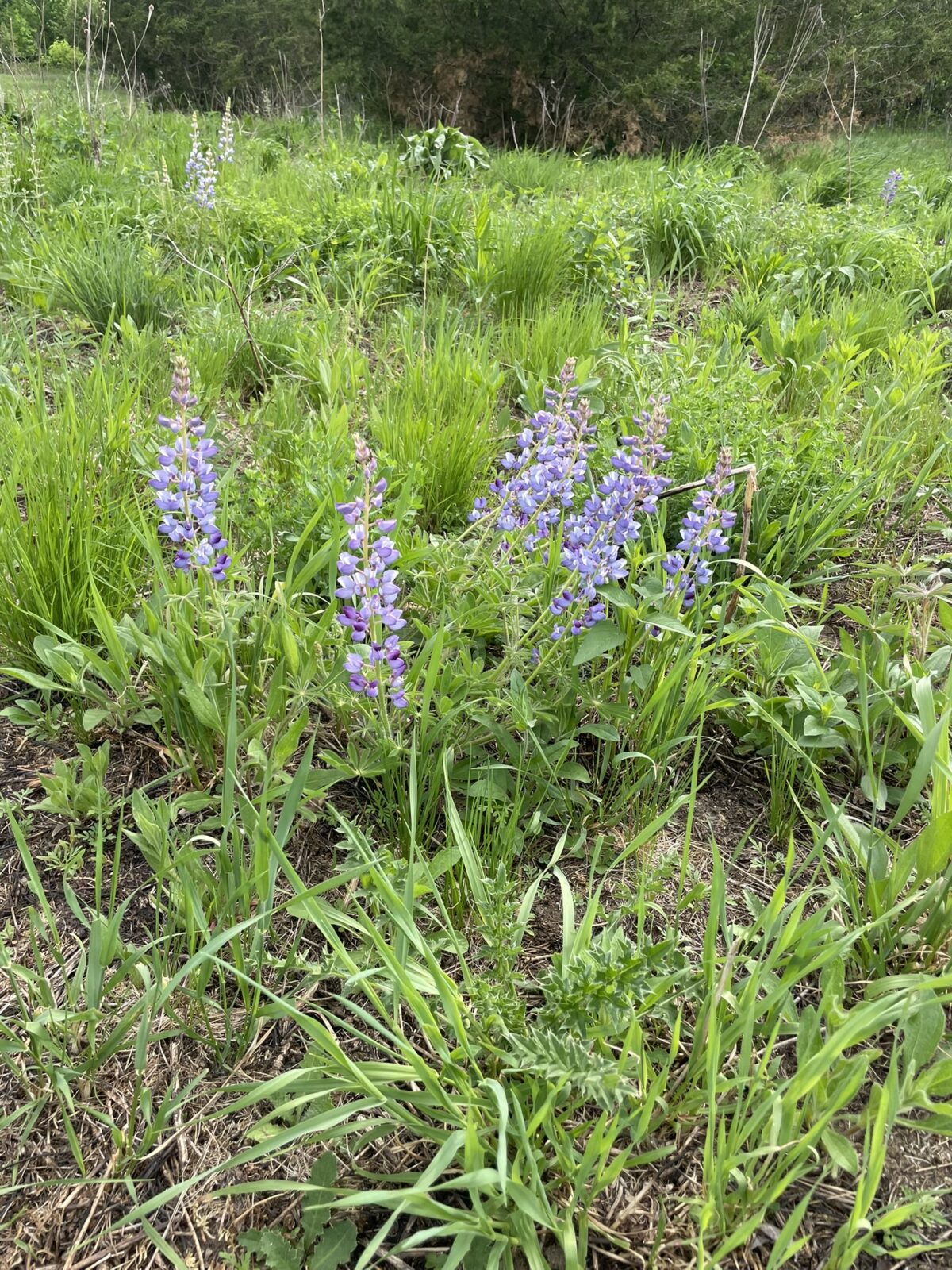 Wild Lupine (Lupinus perennis)