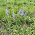 Wild Lupine (Lupinus perennis)