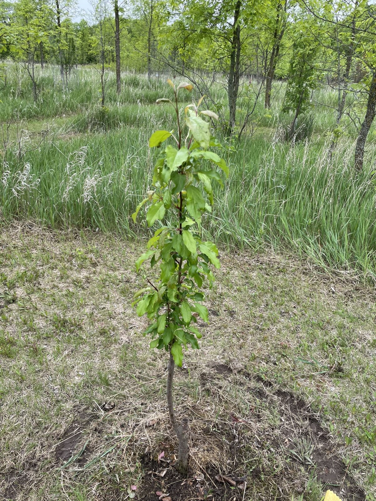 Madonna Crabapple