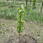 Madonna Crabapple