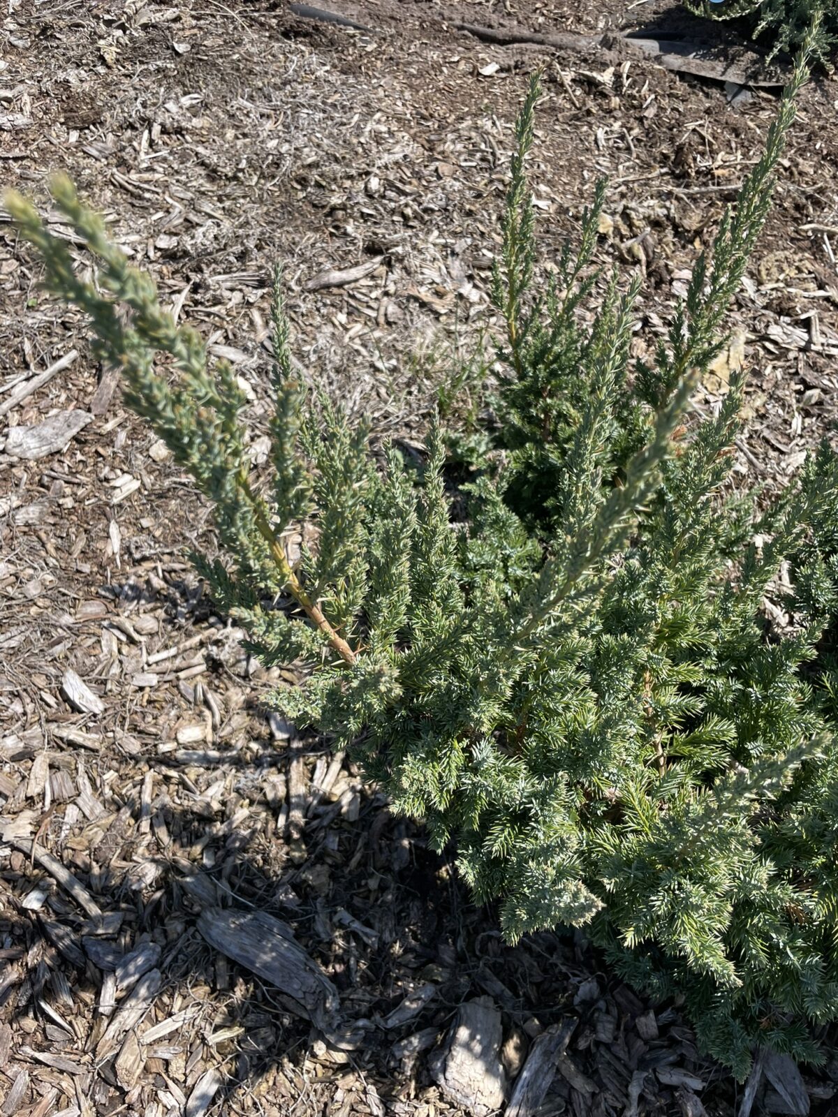 Maney Juniper (Juniperus chinensis ‘Maneyi’)