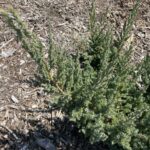 Maney Juniper (Juniperus chinensis 'Maneyi')