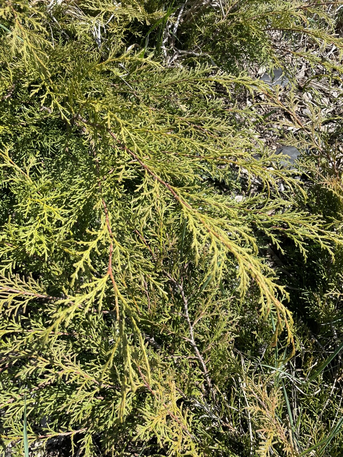 Russian Cypress (Microbiota decussata)