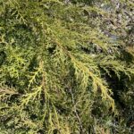 Russian Cypress (Microbiota decussata)