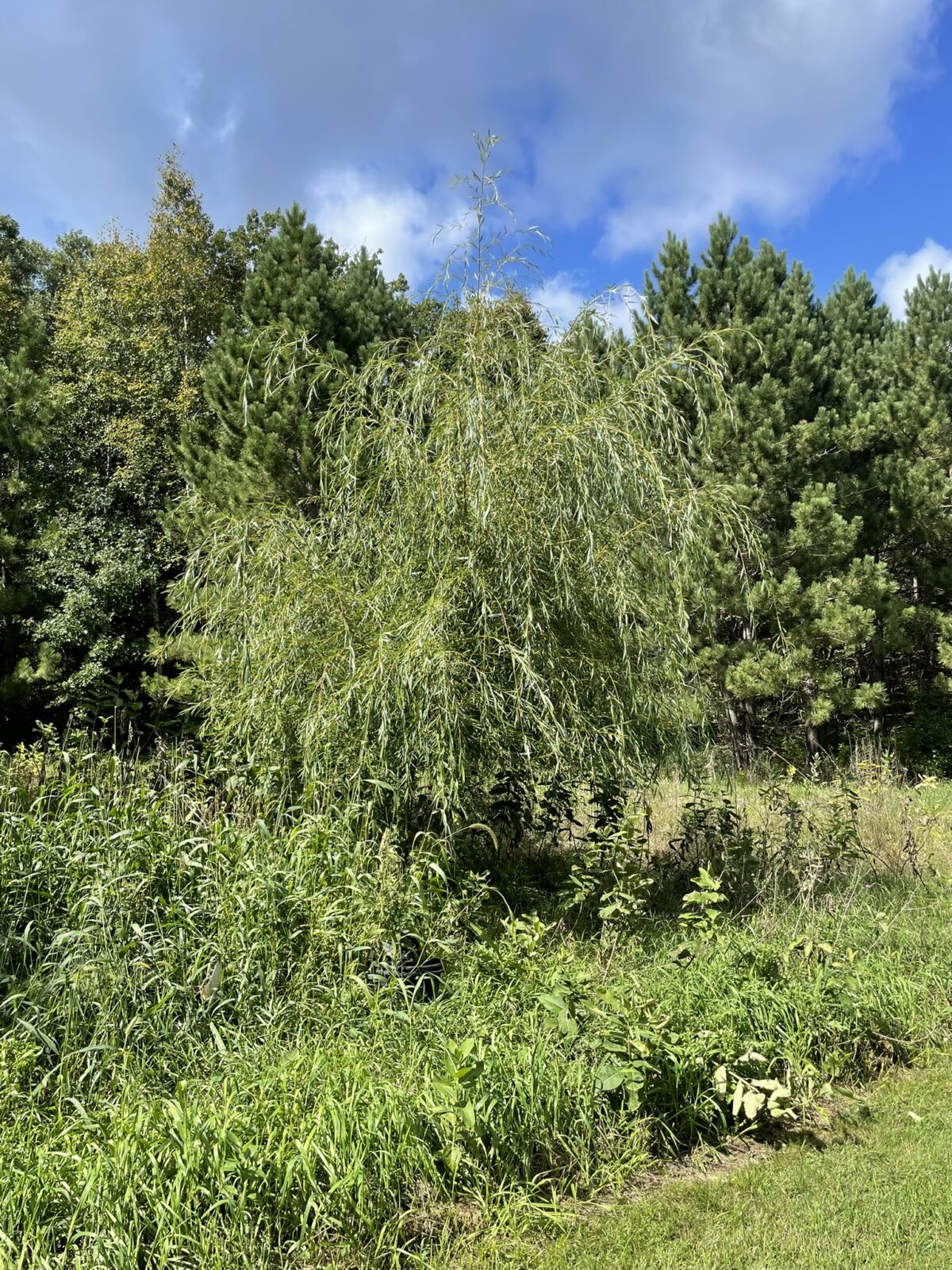 Niobe Weeping Willow (Salix alba ‘Tristis’)